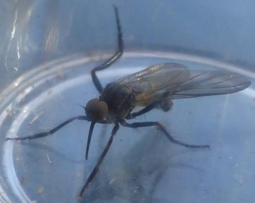 Empis sp.