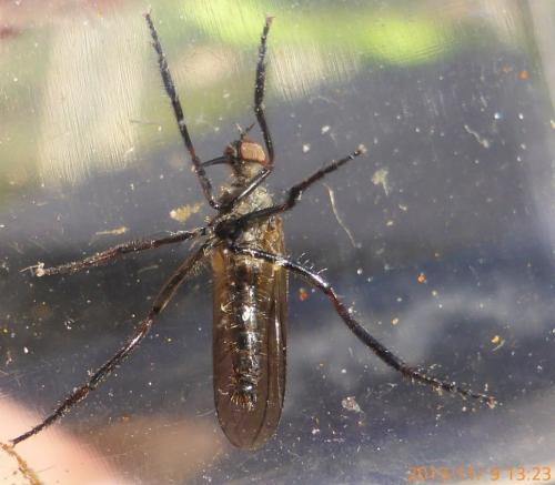 Empis sp.