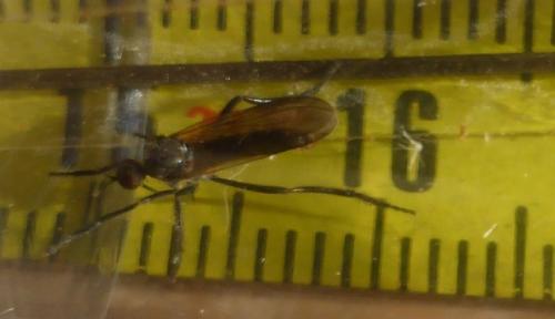 Empis sp.