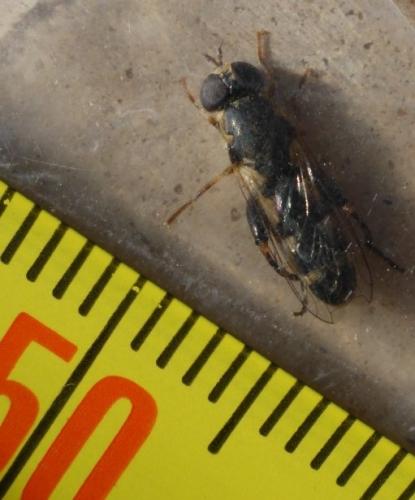 Syritta pipiens