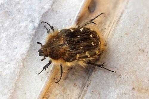 Réf. 111 009 : Tropinota sp.