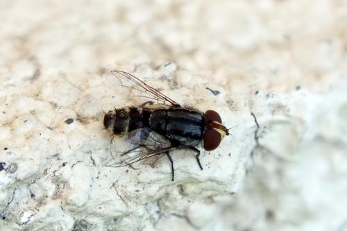 Miltogramma taeniata