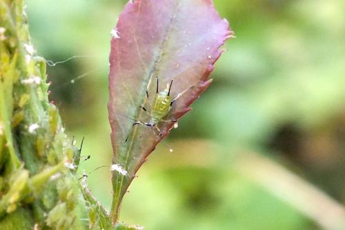 Réf. 111 007 : Macrosiphum rosae