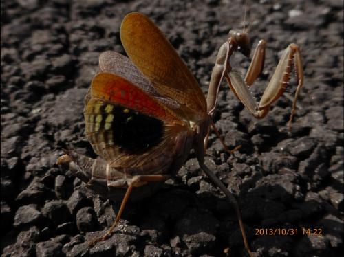 Iris oratoria
