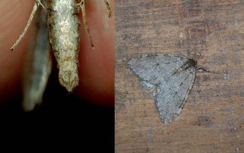 Epirrita sp.