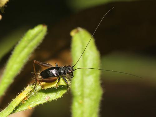 Trigonidium cicindeloides
