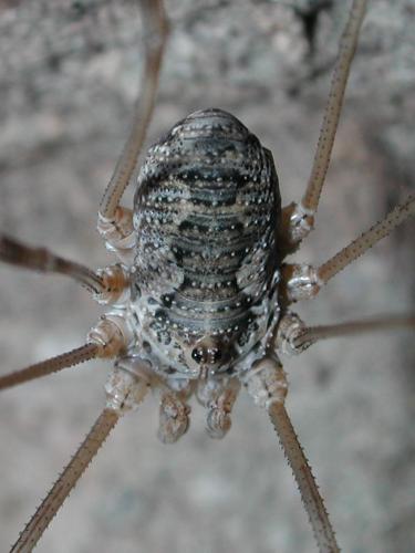 Mitopus glacialis