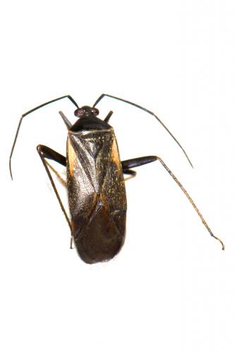 Réf. 111 001 : Adelphocoris seticornis