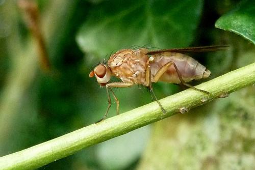 Suillia sp.