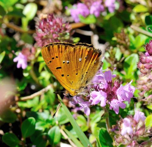 Lycaena virgaureae