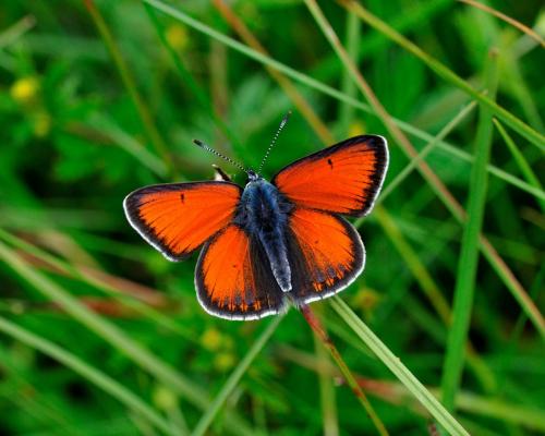 Réf. 111 557 : Lycaena hippothoe