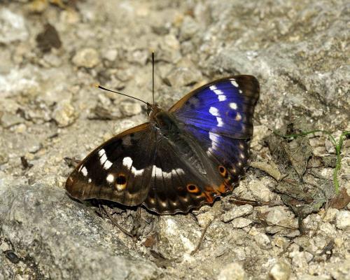 Réf. 111 505 : Apatura ilia