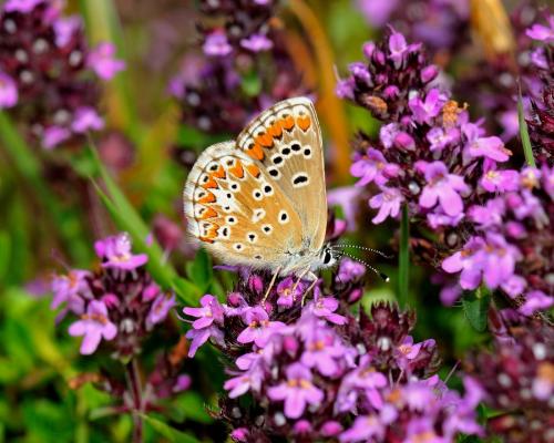 Aricia agestis
