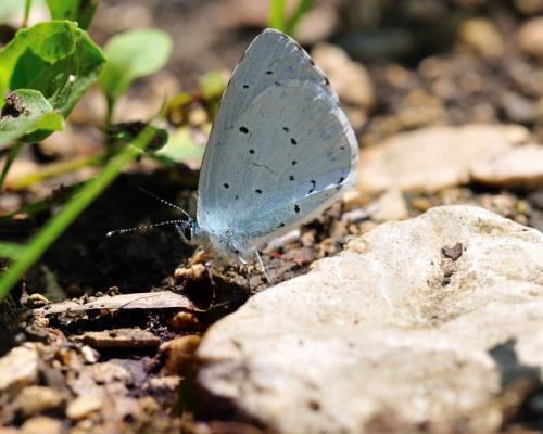 Celastrina argiolus