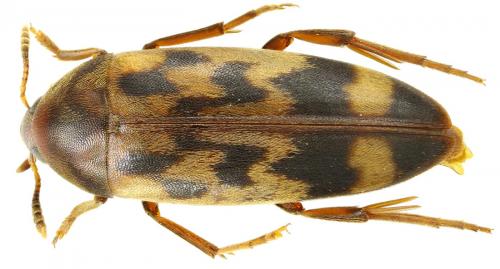 Réf. 111 713 : Orchesia undulata