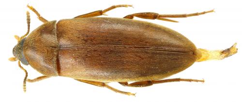 Orchesia minor