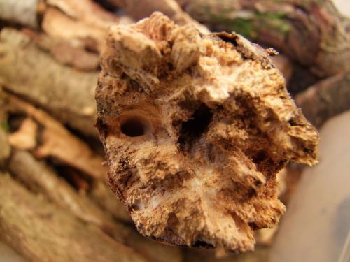 Xylosteus spinolae