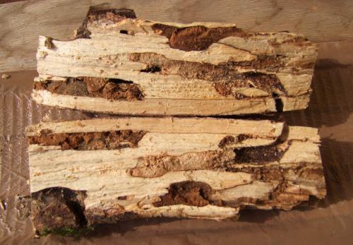 Xylosteus spinolae
