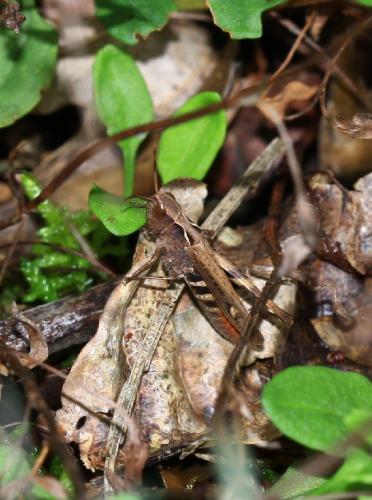 Réf. 111 190 : Chorthippus vagans vagans