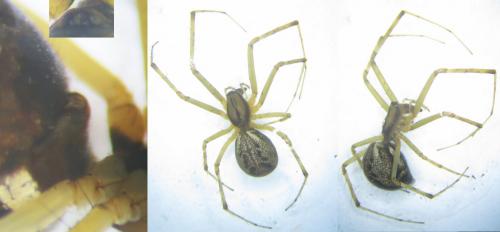 Linyphia triangularis