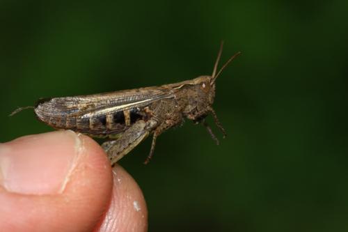Chorthippus sp.