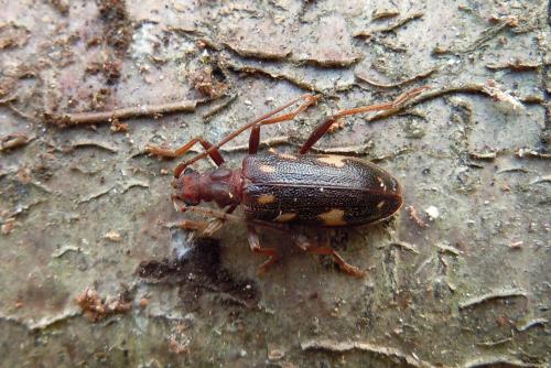 Réf. 111 774 : Xylosteus spinolae