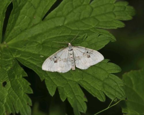 Réf. 111 600 : Xanthorhoe montanata