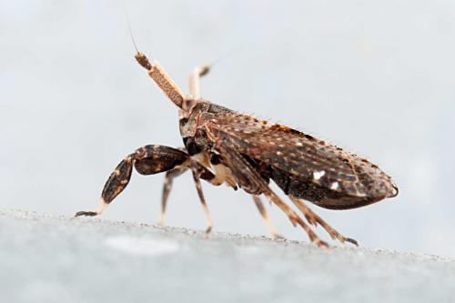 Réf. 111 056 : Asiraca clavicornis