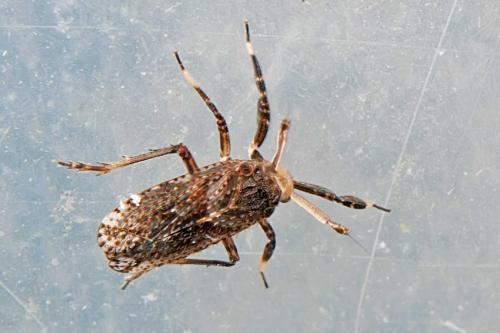 Réf. 111 057 : Asiraca clavicornis
