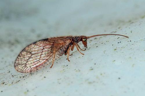 Micromus angulatus