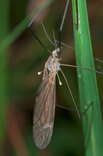 Réf. 111 101 : Tipula pagana