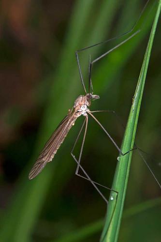 Réf. 111 100 : Tipula pagana