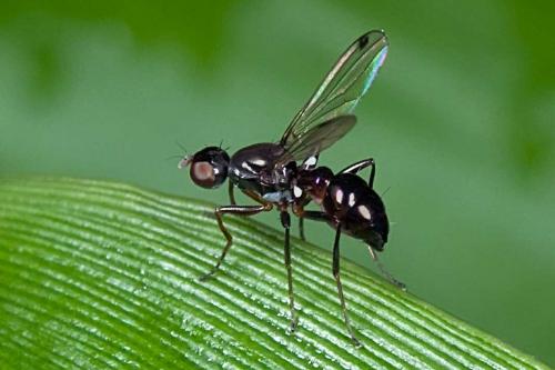 Réf. 111 099 : Sepsis sp.