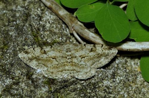 Peribatodes rhomboidaria