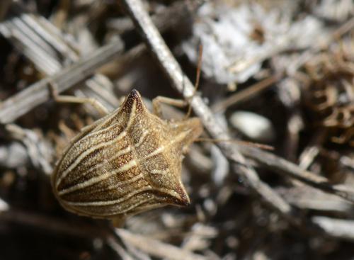 Ancyrosoma leucogrammes