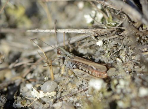Myrmeleotettix maculatus maculatus