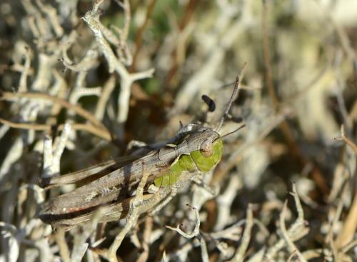 Myrmeleotettix maculatus maculatus