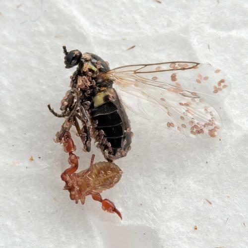 Réf. 111 534 : Scatopse notata