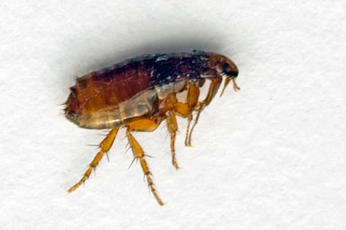 Réf. 111 336 : Ctenocephalides felis
