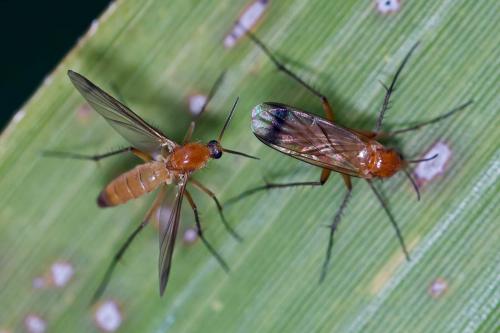 Leia fascipennis