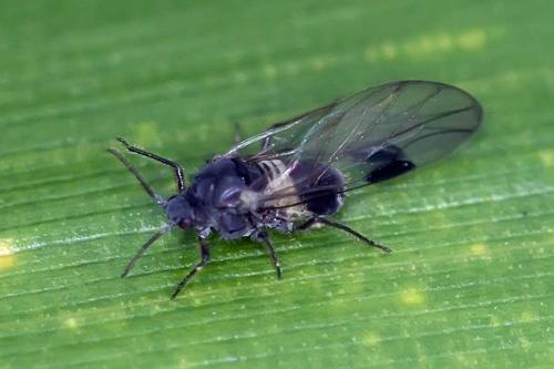 Réf. 111 480 : Anoecia corni