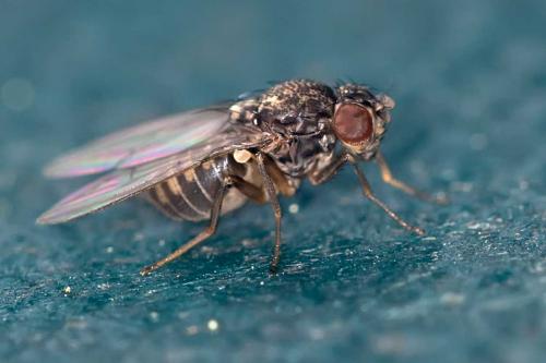 Drosophila hydei