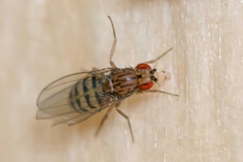 Drosophila busckii