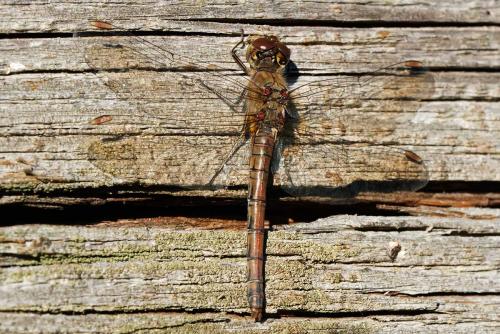 Sympetrum striolatum