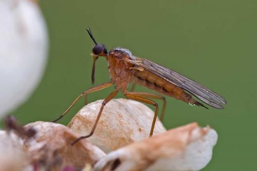 Réf. 111 402 : Empis trigramma