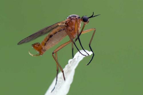 Réf. 111 363 : Empis trigramma