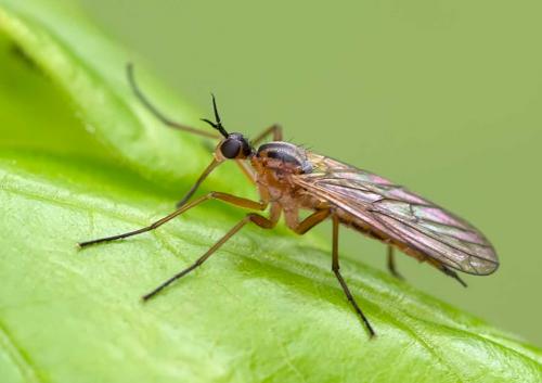 Réf. 111 404 : Empis trigramma