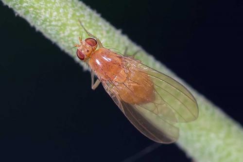 Réf. 111 317 : Lyciella platycephala