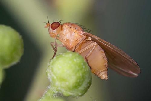 Réf. 111 316 : Lyciella platycephala