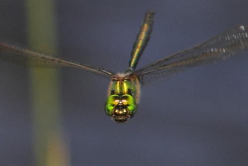 Réf. 111 665 : Somatochlora sp.